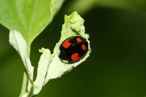 Uğur böceği üzerinde yeşil bitki — Stok fotoğraf