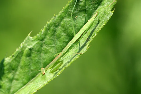 Mantis på grønt blad - Stock-foto