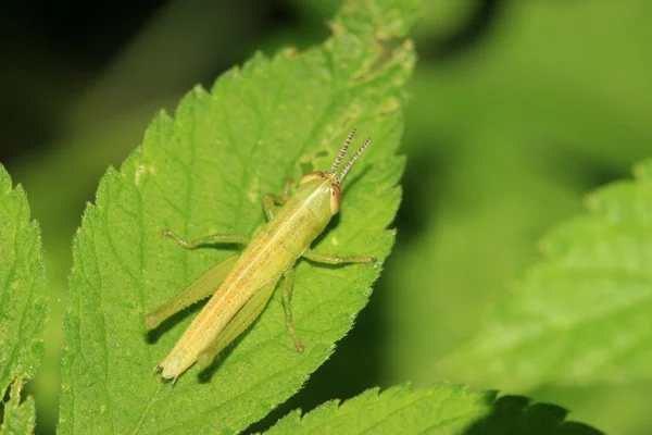 Locust yeşil yaprak üzerinde — Stok fotoğraf