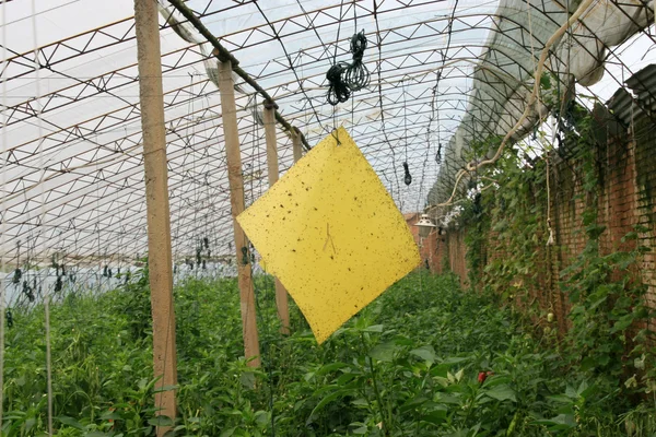 Sárga lemezt csapdák rovarok az üvegházakban zöldség — Stock Fotó