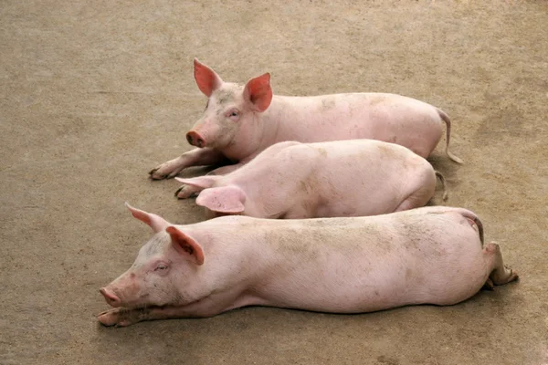 Levande gris i en gård, norra Kina — Stockfoto