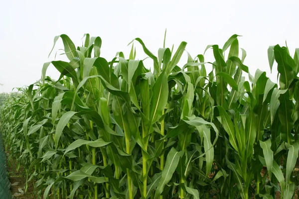 Fotos de cerca de hoja de maíz — Foto de Stock