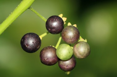 Solanum nigrum