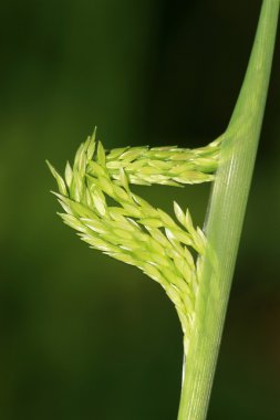 weeds closeup