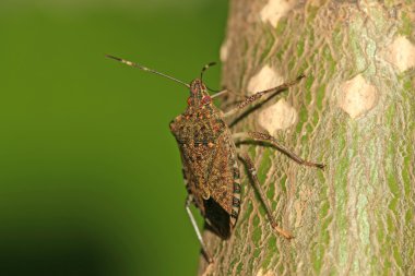 Stinkbug clipart