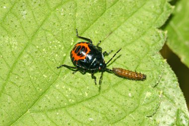 A stinkbug predation another insect on green leaf clipart