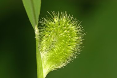 Setaria