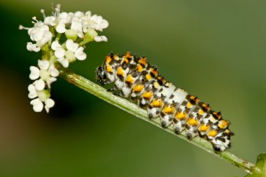 böceklerin vahşi, Kuzey Çin'deki yeşil bitki üzerinde