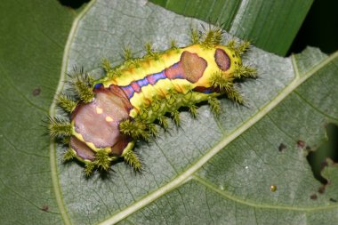 Lepidoptera üzerinde vahşi yaprak yeşil