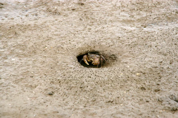 Closeup of Crab — Fotografie, imagine de stoc
