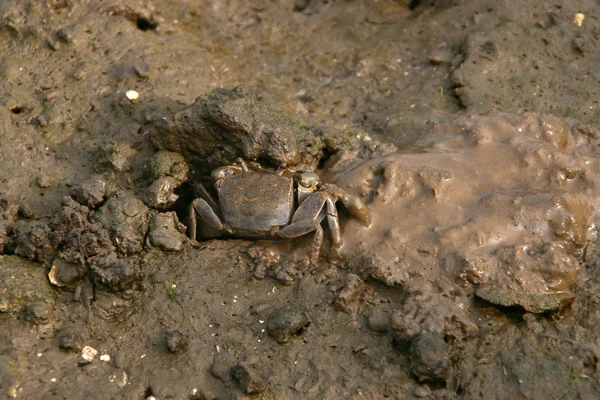Closeup of Crab — Stock Photo, Image
