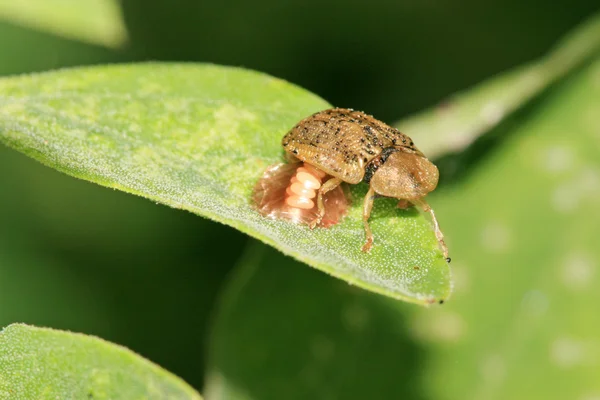 Um inseto está colocando ovos em uma folha verde — Fotografia de Stock