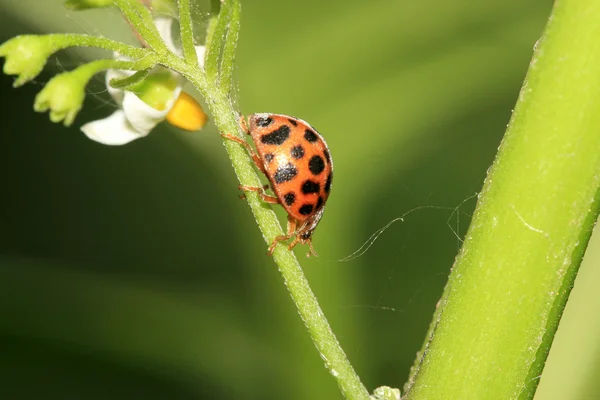 Ladybug on green plant — Stock Photo, Image