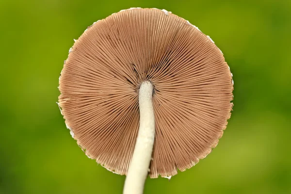 野生の菌類のクローズ アップ — ストック写真