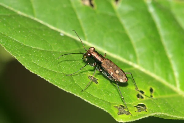 Coleoptera hmyz s mědí lesklý — Stock fotografie