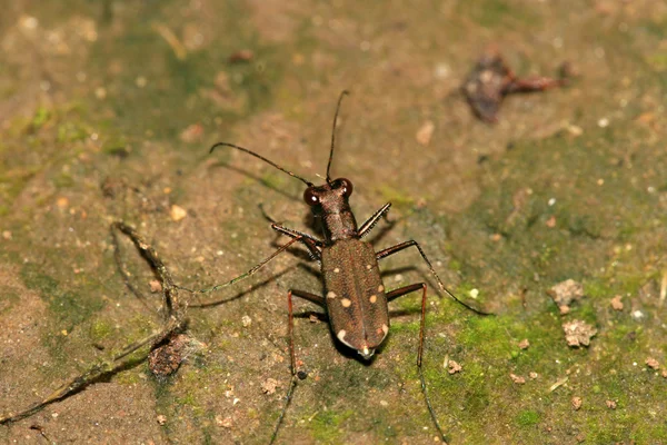 Coleoptera böcekler parlak bakır ile — Stok fotoğraf