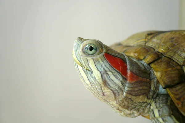 Brezilya kaplumbağası — Stok fotoğraf