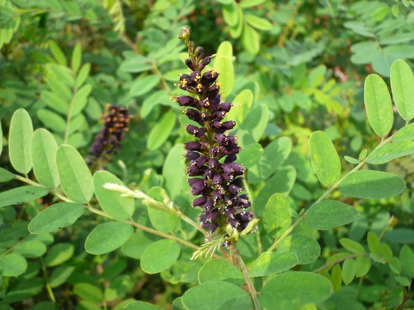 Amorpha in the wild — Stock Photo, Image