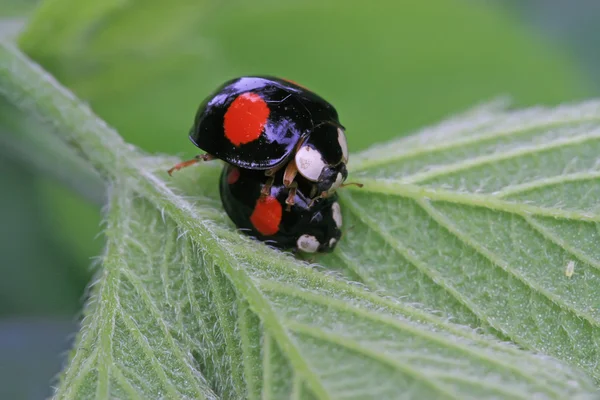 Yeşil yaprak üzerinde Ladybug çiftleşme — Stok fotoğraf