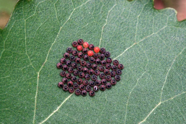 昆虫鸡蛋 — 图库照片