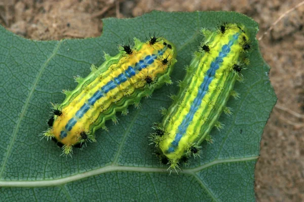 Lepidotteri — Foto Stock