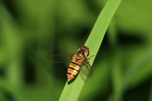 Syrphidae — Stock fotografie