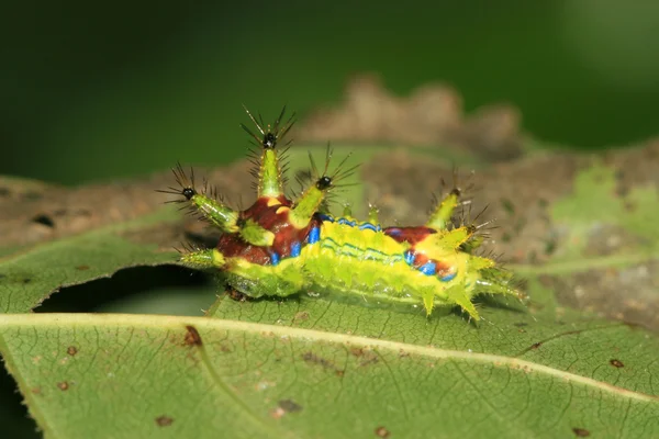 Lepidoptera — Stok fotoğraf