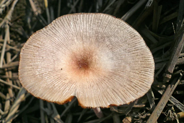 Крупним планом грибів — стокове фото