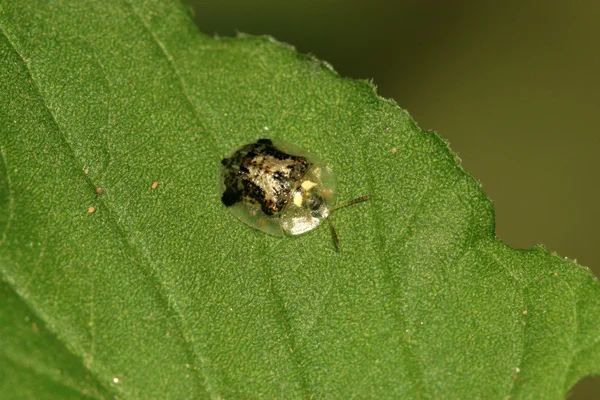 Insekten — Stockfoto