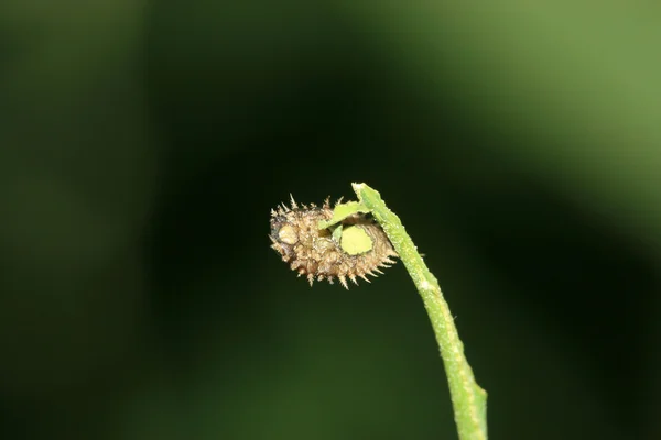 Böcekler — Stok fotoğraf