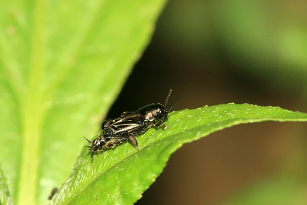 Insectes orthoptères — Photo