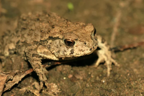 Буфо-жабы — стоковое фото