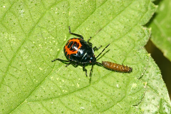 Una depredación apestosa otro insecto en la hoja verde —  Fotos de Stock