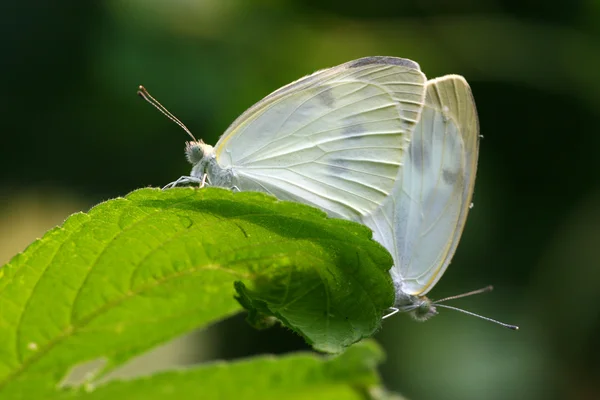 Vahşi yeşil yaprak üzerinde beyaz crataegi çiftleşme — Stok fotoğraf