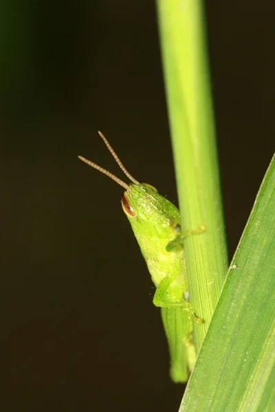 Locust vahşi yeşil bitki üzerinde — Stok fotoğraf