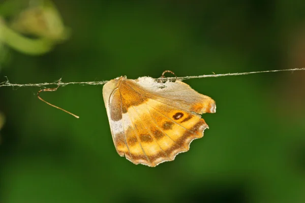 As asas das borboletas — Fotografia de Stock