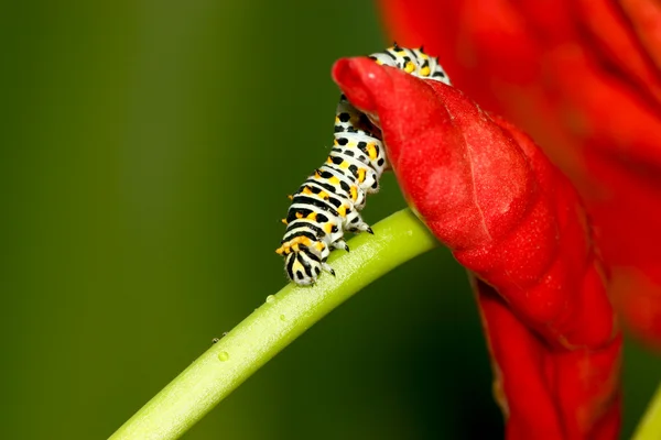 야생에서 다채로운 식물에 곤충 — 스톡 사진