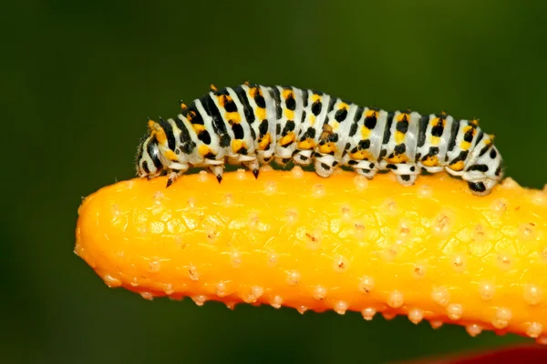 Hmyz na barevné rostliny v přírodě — Stock fotografie