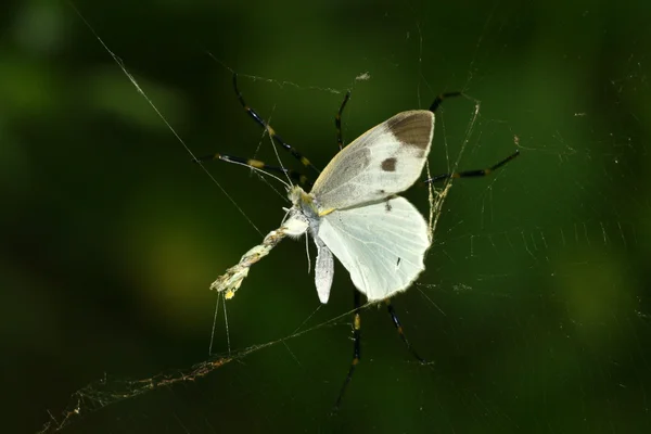 A vadon élő pillangó — Stock Fotó