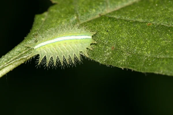 Lepidoptera na zielony liść w środowisku naturalnym — Zdjęcie stockowe