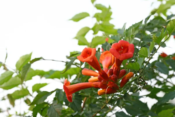 Rode bloemen featured in het wild — Stockfoto