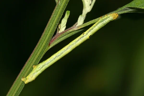 Insekter på gröna blad — Stockfoto