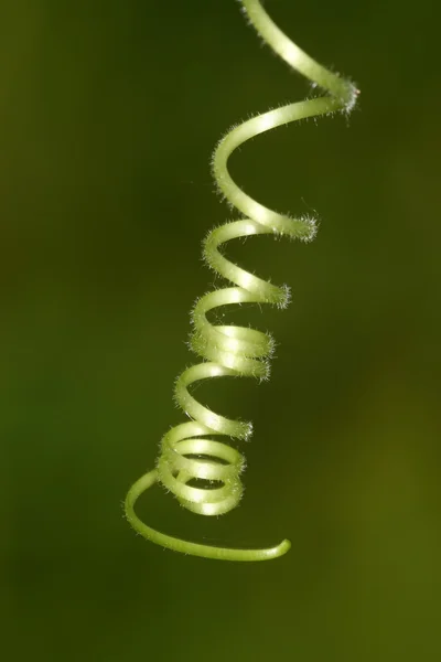 Fechar-se de tendril jovem verde, belas mudas de cabaça — Fotografia de Stock