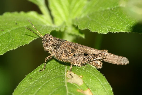 Locust üzerinde vahşi yaprak yeşil — Stok fotoğraf