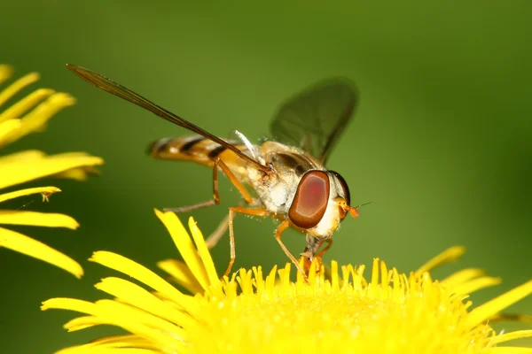Syrphidae insectos — Foto de Stock