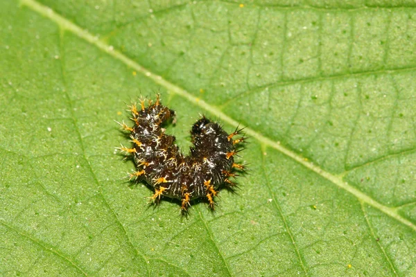 Pillangó lárvák나비 애벌레 — 스톡 사진
