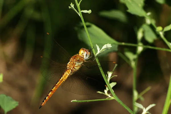 Gele dragonfly — Stockfoto