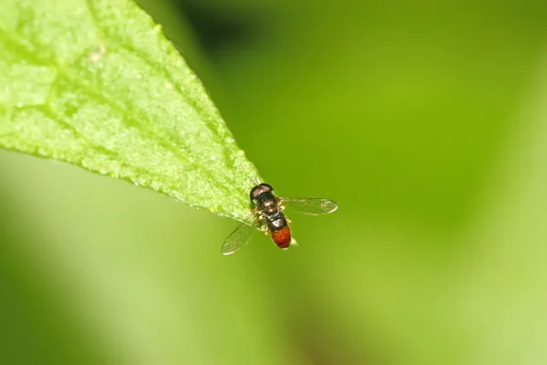 Syrphidae rovarok — Stock Fotó