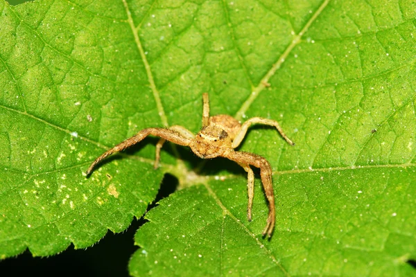 Krab pająk — Zdjęcie stockowe