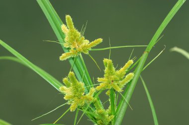 Closeup of Weeds clipart